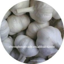 jinxiang AIL BLANC BIO (4.0-6.0up)